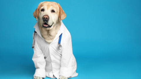 Dog doctor